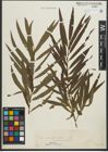 Foto von Salix purpurea L. x Salix viminalis L.